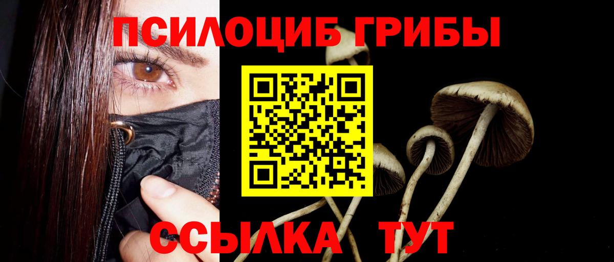 Галлюциногенные грибы Psilocybe Саяногорск